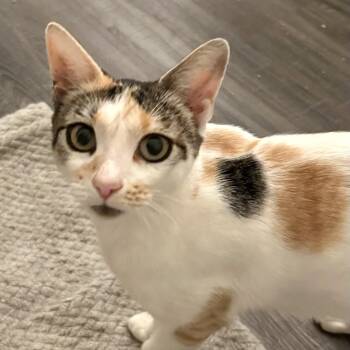 Rescue Calico Cats for Adoption in Sacramento, California - Scarlett | PetCurious