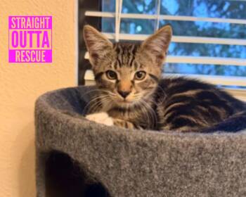 Rescue Tabby Cats for Adoption in Vancouver, British Columbia - Emery | PetCurious