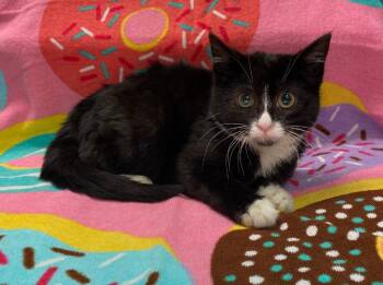 Taboo -  Domestic Short Hair Cat for Adoption in Vacaville, California - Taboo | PetCurious