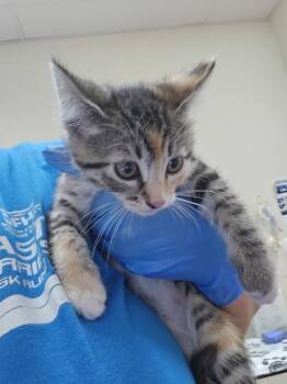 Baja Blast -  Domestic Short Hair Cat for Adoption in Kennewick, Washington - Baja Blast | PetCurious