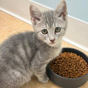 Tiny -  Domestic Short Hair Cat for Adoption in Greensboro, Georgia - Tiny | PetCurious