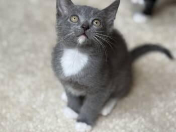 Rescue Domestic Short Hair Cats for Adoption in Ferndale, Michigan - Teddy | PetCurious