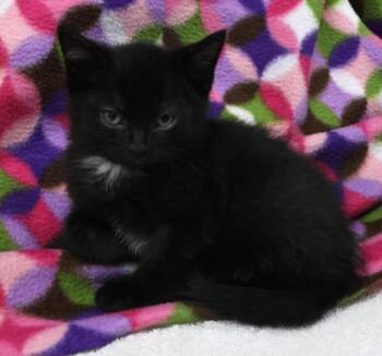 Domestic Short Hair Cats Available for Adoption in Thief River Falls, Minnesota - Lester | PetCurious