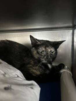 Tanzie -  Domestic Short Hair Cat Available for Adoption in Morristown, New Jersey - Tanzie | PetCurious