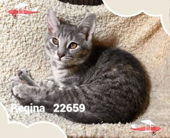 REGINA(ALSO SEE HAL& MARLA) -  Domestic Medium Hair Cat for Adoption in Marietta, Georgia - REGINA(ALSO SEE HAL& MARLA) | PetCurious