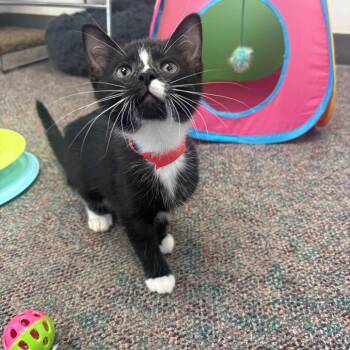 Ozzie -  Domestic Short Hair Cat for Adoption in Buffalo, New York - Ozzie | PetCurious