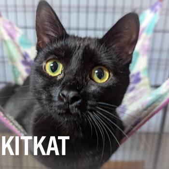 KIT KAT -  Domestic Short Hair and American Shorthair Cat for Adoption in Griffith, Indiana - KIT KAT | PetCurious