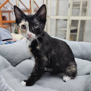 Violet -  Domestic Short Hair Cat for Adoption in Toledo, Ohio - Violet | PetCurious