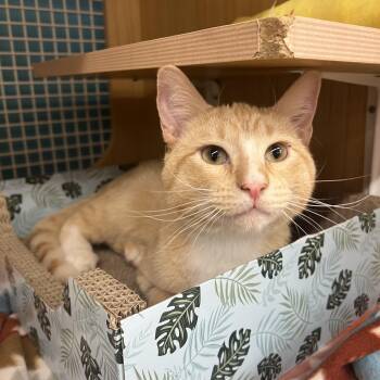 Domestic Short Hair Cats Available for Adoption - Wallace  | PetCurious
