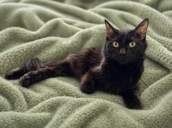 Domestic Long Hair Cats Available for Adoption in Copley, Ohio - Bella | PetCurious