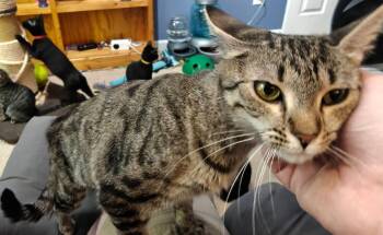 Evelyn -  Domestic Short Hair and Tabby Cat for Adoption in Buford, Georgia - Evelyn | PetCurious