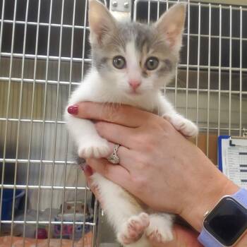 Domestic Short Hair Cats Available for Adoption - Ann Perkins | PetCurious