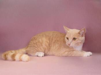 AGOSTO -  Tabby and Domestic Short Hair Cat for Adoption in Pasadena, California - AGOSTO | PetCurious