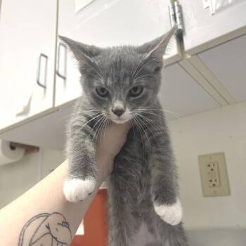 Deek -  Domestic Short Hair Cat for Adoption in Albert Lea, Minnesota - Deek | PetCurious