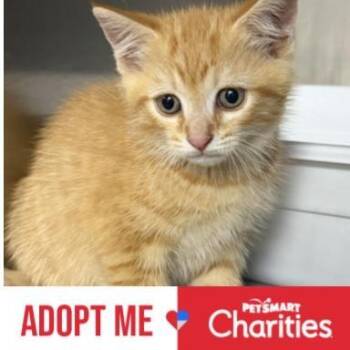 Domestic Medium Hair Cats Available for Adoption in Falls Church, Virginia - Caspian | PetCurious