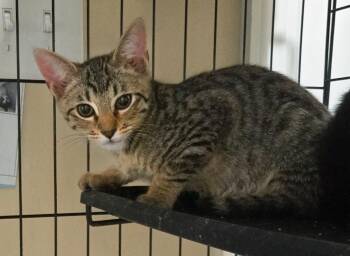 Drift -  Domestic Short Hair Cat for Adoption in Evans, Georgia - Drift | PetCurious