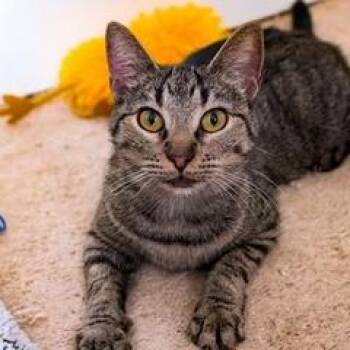 Lobster -  Domestic Short Hair Cat for Adoption in Madison, Wisconsin - Lobster | PetCurious