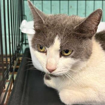 Crackers -  Domestic Medium Hair Cat for Adoption in Gadsden, Alabama - Crackers | PetCurious
