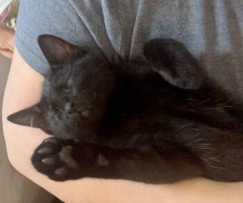 Frankie -  Domestic Short Hair Cat for Adoption in Arnold, Missouri - Frankie | PetCurious
