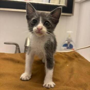 Exhaust Pipe 20 -  Domestic Short Hair Cat for Adoption in Austin, Texas - Exhaust Pipe 20 | PetCurious
