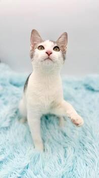 Student Loan Debt -  Domestic Short Hair Cat for Adoption in Covington, Louisiana - Student Loan Debt | PetCurious