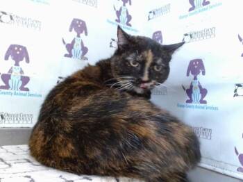 CLEO -  Domestic Short Hair Cat for Adoption in Orlando, Florida - CLEO | PetCurious