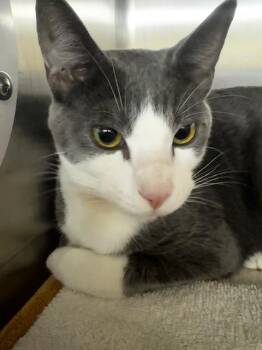 Domestic Short Hair Cats Available for Adoption in Fremont, California - RICO | PetCurious