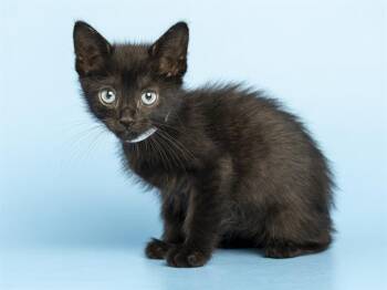 PICKLES -  Domestic Short Hair Cat for Adoption in Phoenix, Arizona - PICKLES | PetCurious