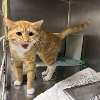 Sir Simon -  Domestic Short Hair Cat for Adoption in Des Moines, Iowa - Sir Simon | PetCurious