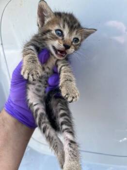 Domestic Short Hair Cats Available for Adoption in Doral, Florida - SAGE | PetCurious