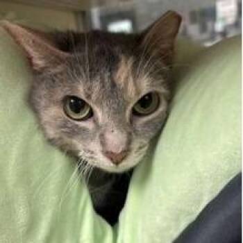 Domestic Short Hair Cats Available for Adoption in New York, New York - Sephora | PetCurious