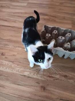 Domestic Short Hair Cats Available for Adoption in Seneca, South Carolina - Momo $25 | PetCurious
