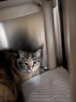 Fisma -  Domestic Short Hair Cat for Adoption in Montreal, Quebec - Fisma | PetCurious