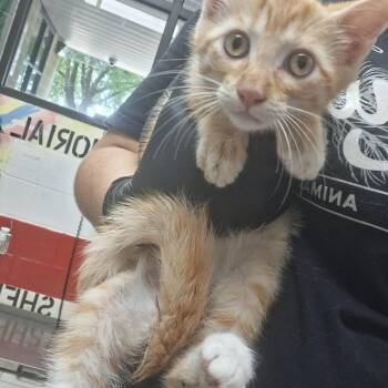 Murphy -  Domestic Short Hair Cat for Adoption in Lufkin, Texas - Murphy | PetCurious