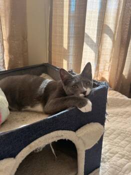 American Bobtail and Domestic Short Hair Cats Available for Adoption in Ruskin, Florida - Roo | PetCurious
