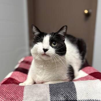 Vans -  Domestic Short Hair Cat for Adoption in Fargo, North Dakota - Vans | PetCurious