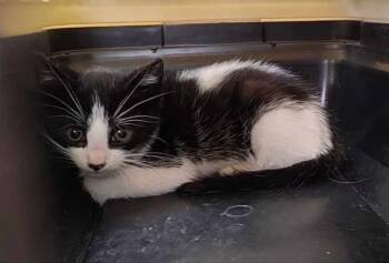 Rescue Domestic Short Hair Cats for Adoption in Poplar Grove, Illinois - Leonardo Da Vinci | PetCurious