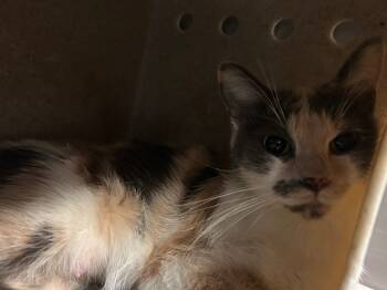 Rescue Domestic Short Hair Cats for Adoption in Tulsa, Oklahoma - A177322 | PetCurious
