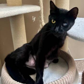 Domestic Short Hair Cats Available for Adoption in Temecula, California - Grace | PetCurious