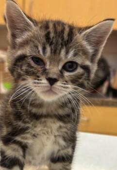 ELENOIR -  Domestic Short Hair Cat for Adoption in Elizabethton, Tennessee - ELENOIR | PetCurious