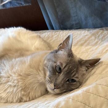 Brooklyn -  Domestic Short Hair and Siamese Cat for Adoption in Grantsville, Utah - Brooklyn | PetCurious