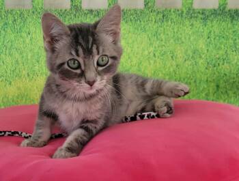 Rescue Tabby and Domestic Short Hair Cats for Adoption in Greensburg, Pennsylvania - Aqua | PetCurious