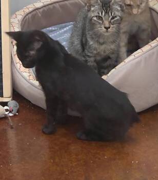 Josie -  Manx Cat for Adoption in Magnolia Springs, Alabama - Josie | PetCurious