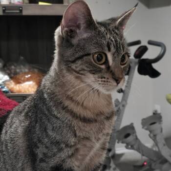 Rescue Domestic Short Hair Cats for Adoption in Fort Worth, Texas - Belladonna | PetCurious