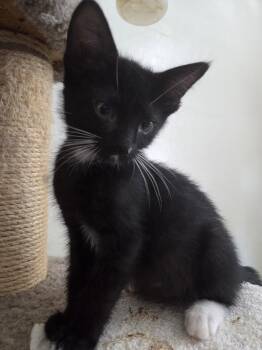 Asteroid -  Tuxedo Cat for Adoption in Glendale, Arizona - Asteroid | PetCurious