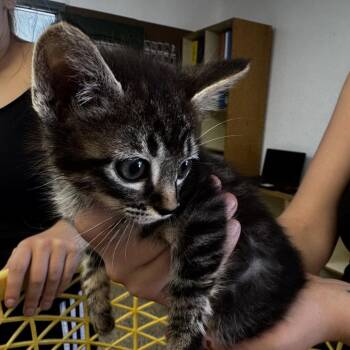 Timmy -  Domestic Medium Hair Cat for Adoption in Carlin, Nevada - Timmy | PetCurious