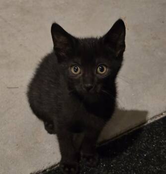 SIRIUS -  Domestic Short Hair Cat for Adoption in Omaha, Nebraska - SIRIUS | PetCurious