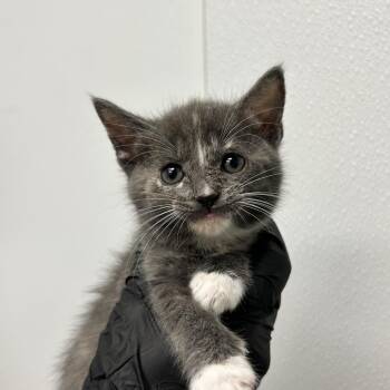 Estelle -  Domestic Short Hair Cat for Adoption in Abilene, Texas - Estelle | PetCurious