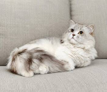 Ruben -  Persian Cat for Adoption in Homer Glen, Illinois - Ruben | PetCurious
