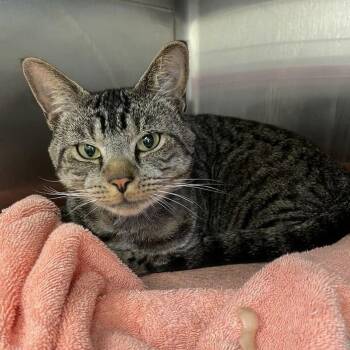 Norbert -  Domestic Short Hair Cat for Adoption in Enfield, New Hampshire - Norbert | PetCurious